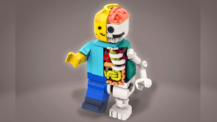 レゴの解剖学がレゴ(R)アイデアレビュー進出(2024～2025新作候補) | 2023年第3回1万サポート獲得デザイン紹介