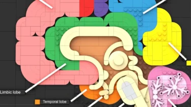 「脳の解剖学」がレゴ(R)アイデアレビュー進出 | 2025年第2回1万サポート獲得デザイン紹介