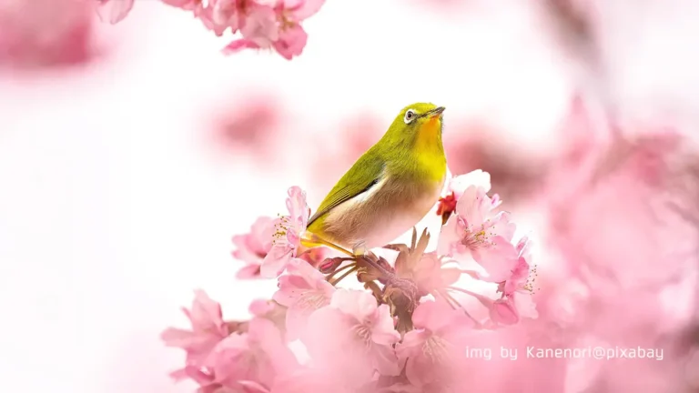 桜とメジロ